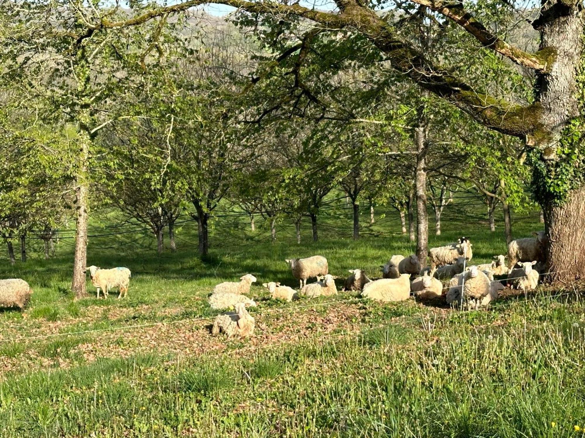 Vila Domaine La Noyeraie Perigord Noir Paulin Exteriér fotografie